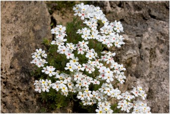 Androsace villosa v. taurica