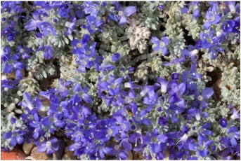 Veronica bombycina ssp. bolkardaghensis