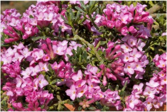 Daphne petraea 'Michelle'