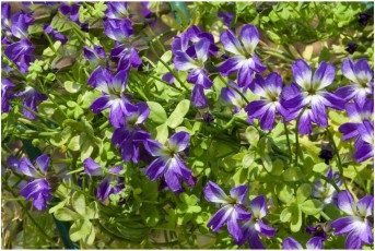 Tropaeolum azureum 'FW-8667' Tropaeolum azureum 'FW-8667'