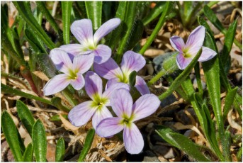 Solmslaubachia linearifolia