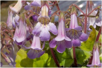 Gesneriaceae 'Chen Yi G-60'