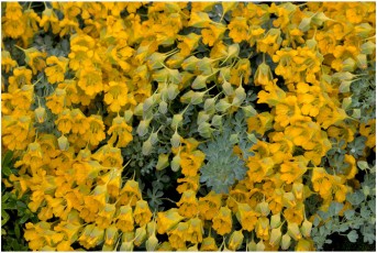 Tropaeolum polyphyllum