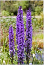 Dactylorhiza maculata