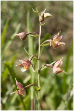 Epipactis sp.